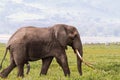 Portrait of large elephant with a very big tusk. NgoroNgoro, Tanzania Royalty Free Stock Photo