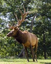 Portrait of a large elk stag displaying its antlers Royalty Free Stock Photo