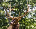 Portrait of a large elk stag displaying its antlers Royalty Free Stock Photo