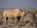 Portrait of large endangered black rhino feeding on small bush in Etosha National Park, Namibia, Africa Royalty Free Stock Photo