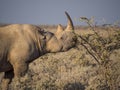 Portrait of large endangered black rhino feeding on small bush in Etosha National Park, Namibia, Africa Royalty Free Stock Photo