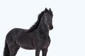 Portrait of a large Frisian adult horse on a white isolated background. Royalty Free Stock Photo