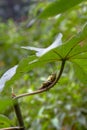 portrait of a large grasshopper pest perched on a branch of a leaf