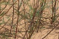 Portrait of a large green lizard in the thicket, looking and hunting among the lush grass in the meadow, close-up