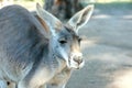 Portrait of a large grey kangaroo