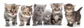 Portrait of large group of kittens against white background