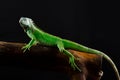 Portrait of a large iguana in the studio Royalty Free Stock Photo