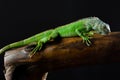 Portrait of a large iguana in the studio Royalty Free Stock Photo