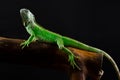 Portrait of a large iguana in the studio