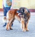 Portrait of a large Leonberger dog standing on the asphalt sidewalk