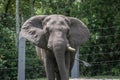 Male African elephant standing in zoo.