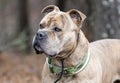 Portrait of large brindle male Bulldog Pitbull Presa Canario Mastiff mix breed dog with collar and big head Royalty Free Stock Photo