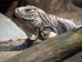 Portrait of a large male Cuban Ground Iguana, Cyclura n.nubila Royalty Free Stock Photo