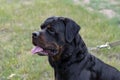 Portrait of a large male Rottweiler on a leash Royalty Free Stock Photo