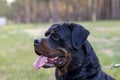 Portrait of a large male Rottweiler on a leash Royalty Free Stock Photo