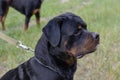 Portrait of a large male Rottweiler on a training ground Royalty Free Stock Photo