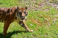Portrait of a large male Sumatran tiger
