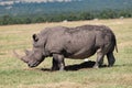 Portrait of a Large male White rhino in the savannah