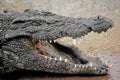 Nile crocodile portrait with open jaws