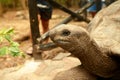 Portrait large old Galapagos tortoise close up Royalty Free Stock Photo