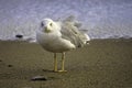 Portrait of a large sea gull on yellow sand Royalty Free Stock Photo