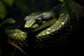 Portrait of a large snake on a branch. Generative AI Royalty Free Stock Photo