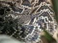 the Portrait of a large venomous Eastern diamondback rattlesnake, Crotalus adamanteus