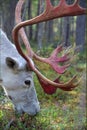 Portrait of a large white reindeer Royalty Free Stock Photo