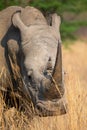 Portrait of a large white rhino feeding in brown grass Royalty Free Stock Photo