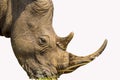 Portrait of a large white Rhinoceros or Rhino isolated on white taken in Kruger park during safari Royalty Free Stock Photo