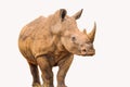 Portrait of a large white Rhinoceros or Rhino isolated on white taken in Kruger park during safari Royalty Free Stock Photo