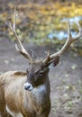 Portrait of large white-tailed deer buck with antlers Royalty Free Stock Photo