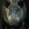 Portrait of large wild boar