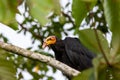 Portrait of a large yellow-headed vulture Cathartes melambrotus sitting on a tree with an unusual yellow head