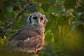 Portrait of largest african owl, Verreaux`s Eagle-owl or Giant Eagle-owl, Bubo lacteus perched among leaves in late evening, Royalty Free Stock Photo