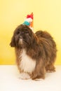 Portrait Laso Apso Royalty Free Stock Photo