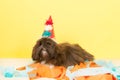 Portrait Laso Apso Royalty Free Stock Photo