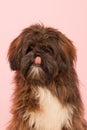 Portrait Laso Apso Royalty Free Stock Photo