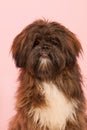 Portrait Laso Apso Royalty Free Stock Photo