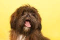 Portrait Laso Apso Royalty Free Stock Photo