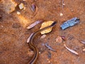 the Portrait of the Lateral Water Snake, Thamnosophis Lateralis.Zombitse-Vohibasia National Park Madagascar Royalty Free Stock Photo