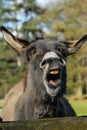 Portrait of a laughing donkey with closed eyes Royalty Free Stock Photo