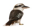 Portrait of Laughing Kookaburra Royalty Free Stock Photo