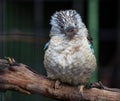 Portrait of a laughing kookaburra ,dacelo novaeguineae, with big beak. Blue-winged kookaburra. Australia. Royalty Free Stock Photo