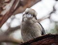 Portrait of a laughing kookaburra ,dacelo novaeguineae, with big beak. Blue-winged kookaburra. Australia. Royalty Free Stock Photo