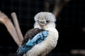 Portrait of a laughing kookaburra ,dacelo novaeguineae, with big beak. Blue-winged kookaburra. Australia. Royalty Free Stock Photo