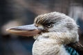 Portrait of a laughing kookaburra ,dacelo novaeguineae, with big beak. Blue-winged kookaburra. Australia. Royalty Free Stock Photo