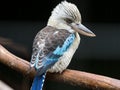 Portrait of a laughing kookaburra ,dacelo novaeguineae, with big beak. Blue-winged kookaburra. Australia. Royalty Free Stock Photo