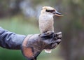 Portrait of a laughing kookaburra ,dacelo novaeguineae, with big beak sitting on the trainer's glove. Blue-winged kookaburra. Royalty Free Stock Photo