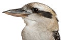 Portrait of Laughing Kookaburra, Dacelo novaeguineae Royalty Free Stock Photo